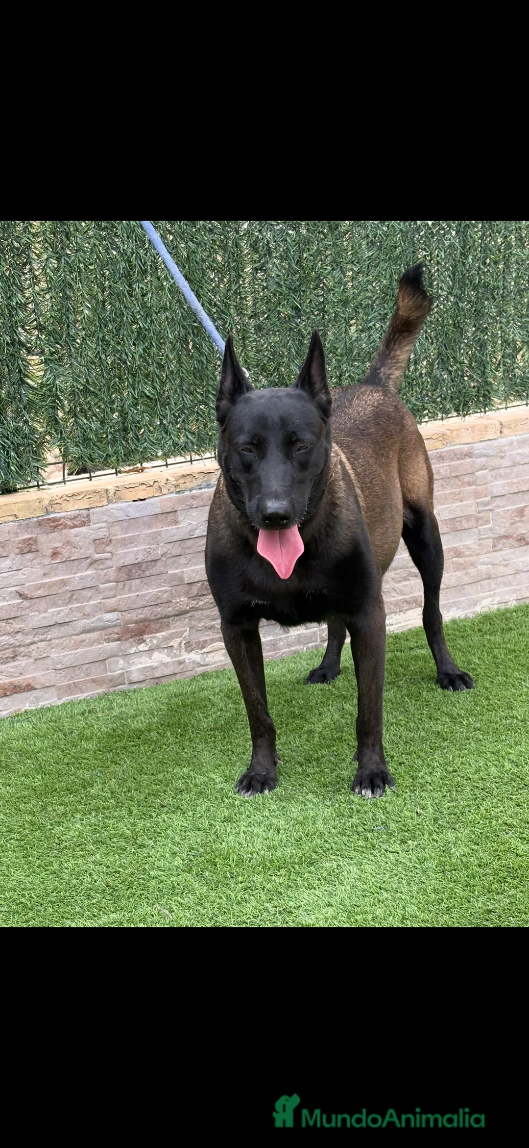 Pastor Belga Malinois perros en venta: Cachorros de Malinois carbonados  - Anuncio 1