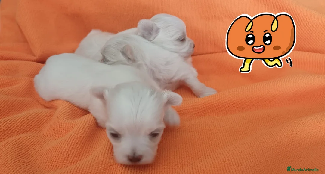 Bichón Maltés perros en venta: BICHÓN MALTES HEMBRITAS - Anuncio 2