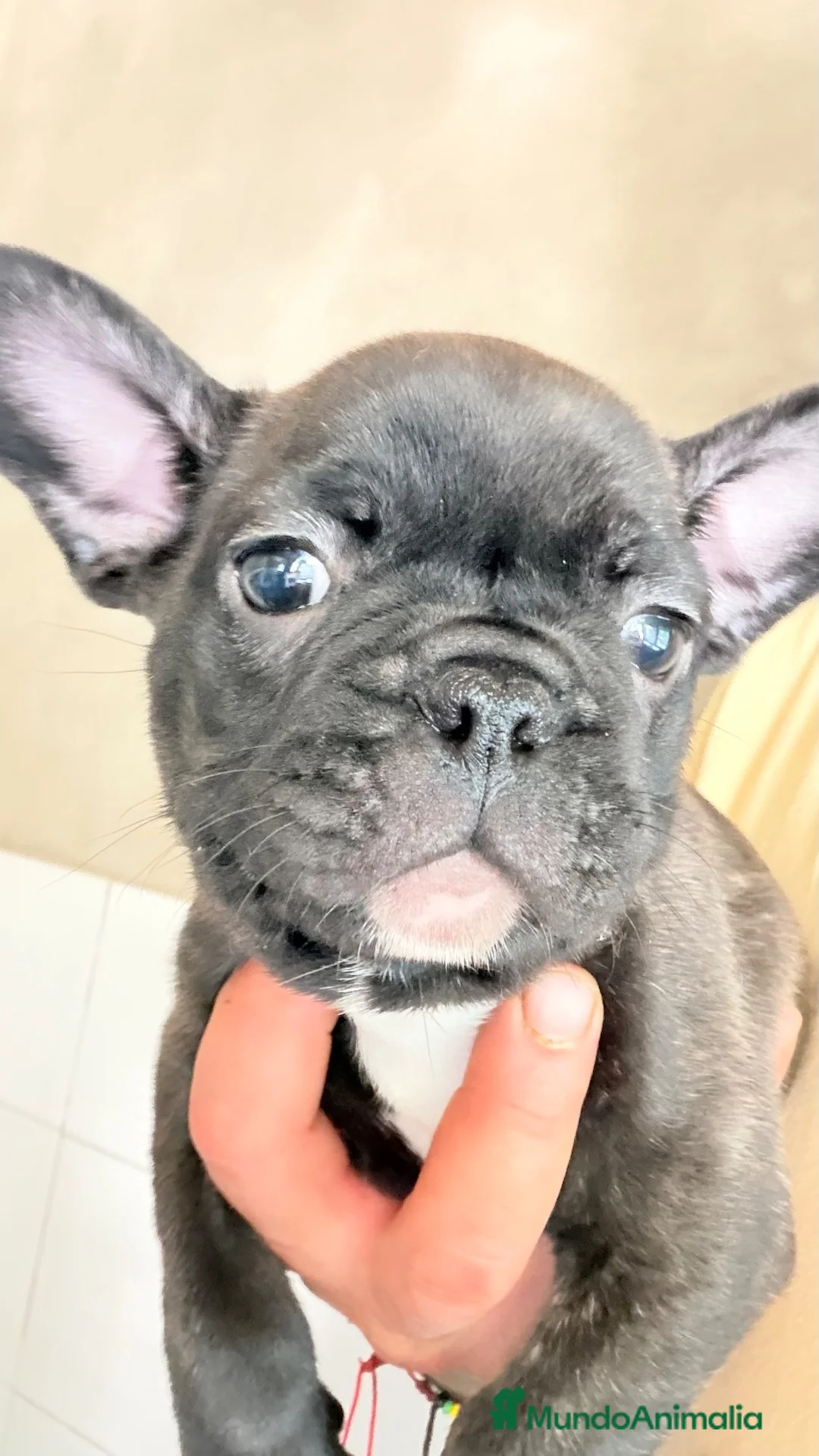 Bulldog Francés perros en venta: Cachorro bulldog frances - Anuncio 1