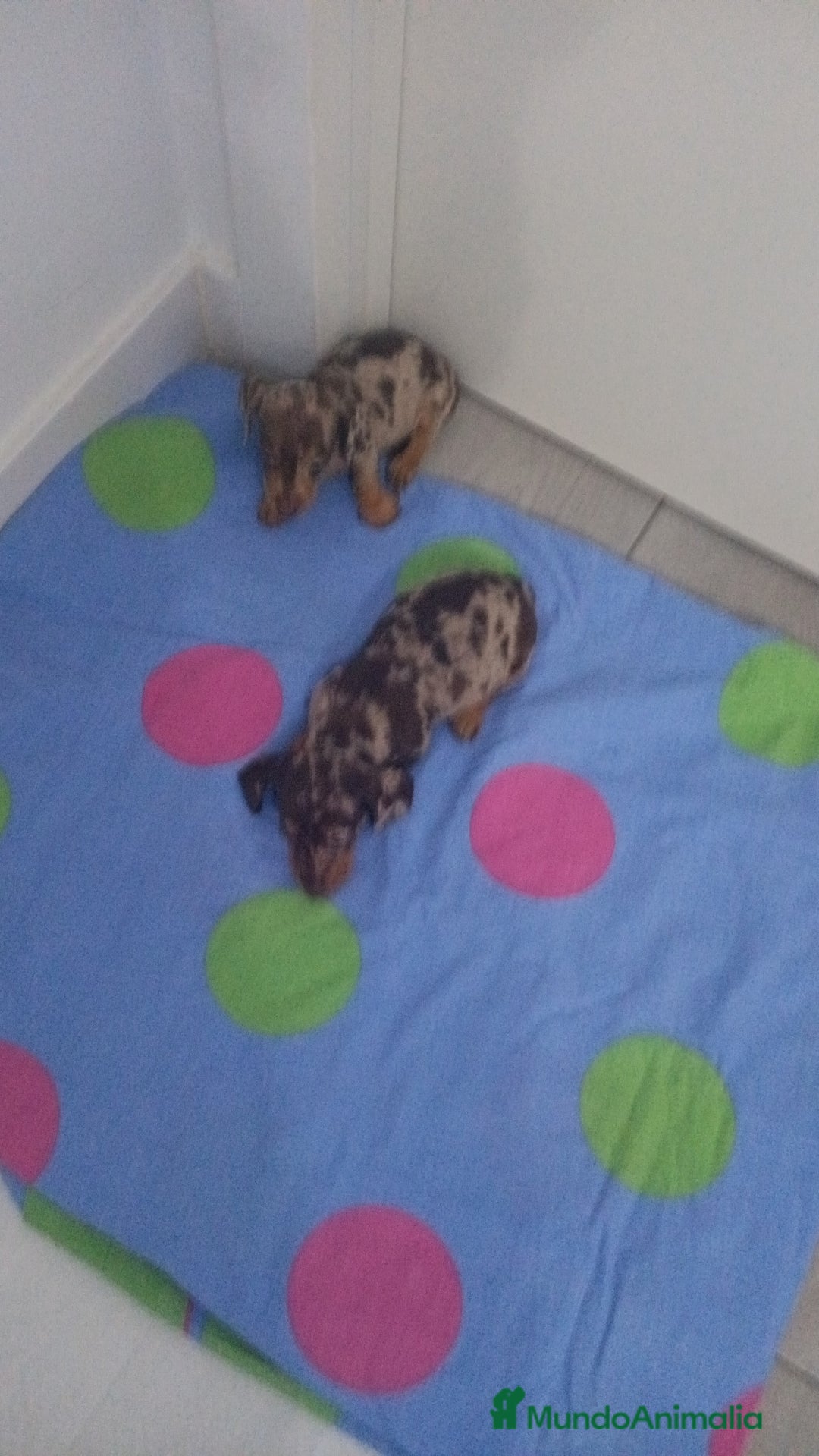 Teckel Miniatura perros en venta: Teckel Mini Choco Hembra - Anuncio 5