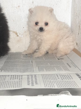 Pomerania perros Pomerania de Lulú en Badajoz - Anuncio 11