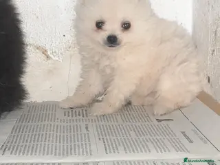 Pomerania perros Pomerania de Lulú en Badajoz - Anuncio 22