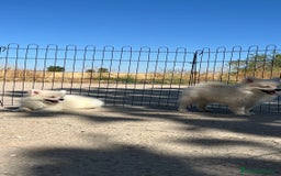 Pomerania perros en venta: Preciosa camada de Pomerania  - Imagen 1