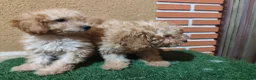 Caniche Toy perros en venta: CANICHE TOY 🧡🧡🧡🧡 en Alicante - Anuncio 9