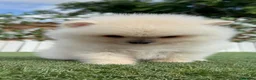 Pomerania perros en venta: POMERANIA 💙🤍 - Anuncio 15