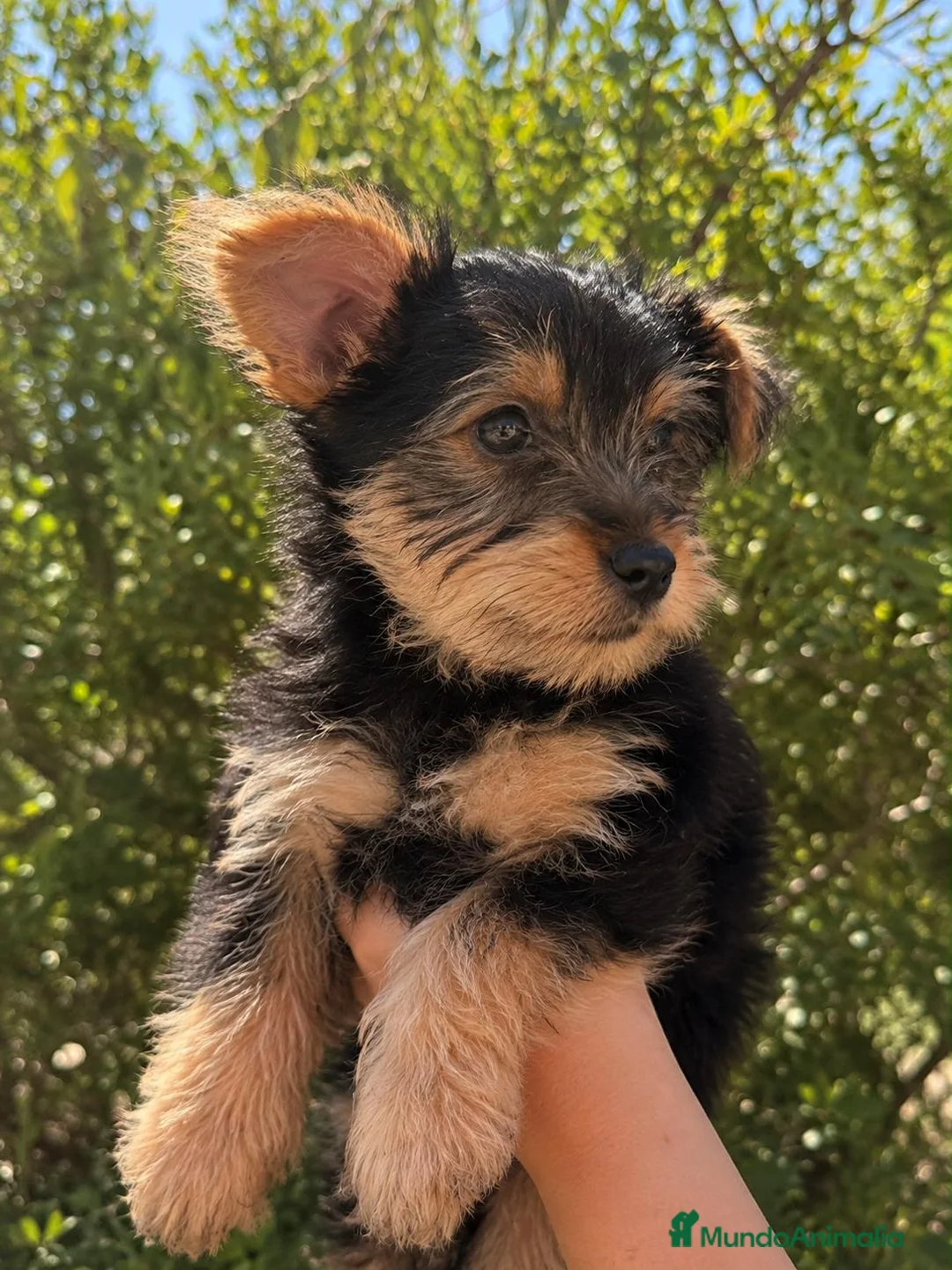 Yorkshire Terrier perros en venta: NICO Y TIKO | YORKSHIRE CACHORROS - Anuncio 2