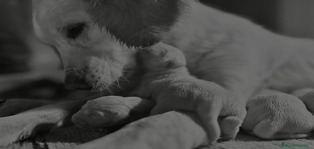 Imagen de galería {{count}}