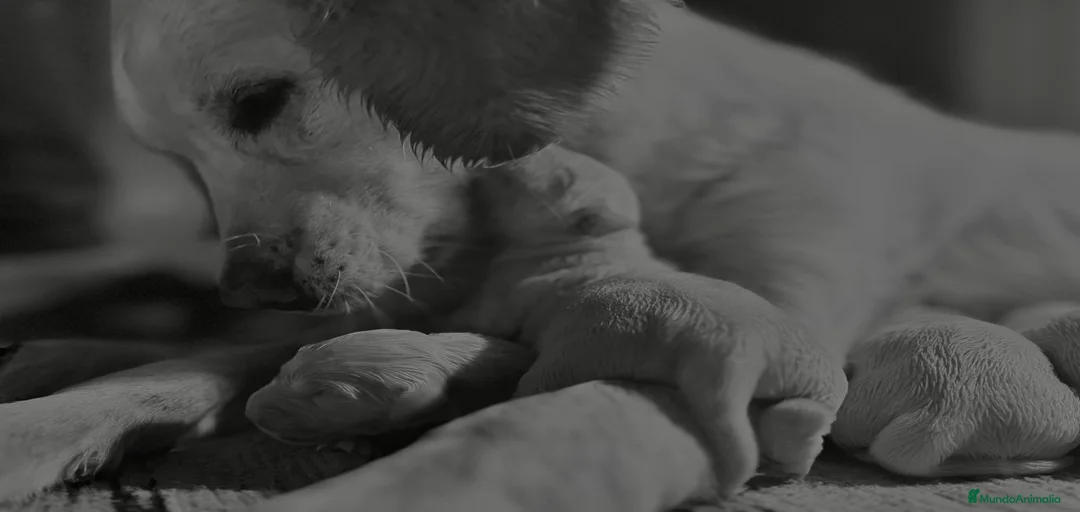 Imagen de galería {{count}}