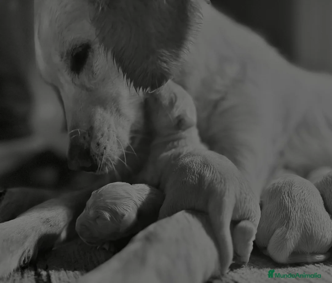 Imagen de galería {{count}}