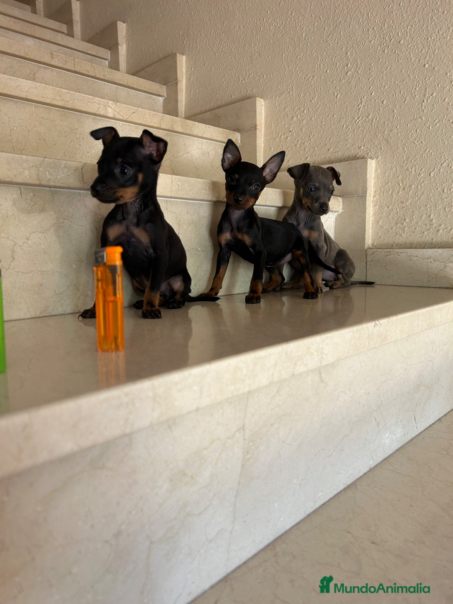 Ratón de Praga perros Ratones de Praga Microscópicos Toy Toy - Anuncio 1