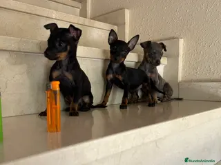 Ratón de Praga perros Ratones de Praga Microscópicos Toy Toy - Anuncio 1