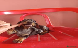 Teckel Miniatura perros en venta: Teckel arlequín miniatura  - Imagen 3
