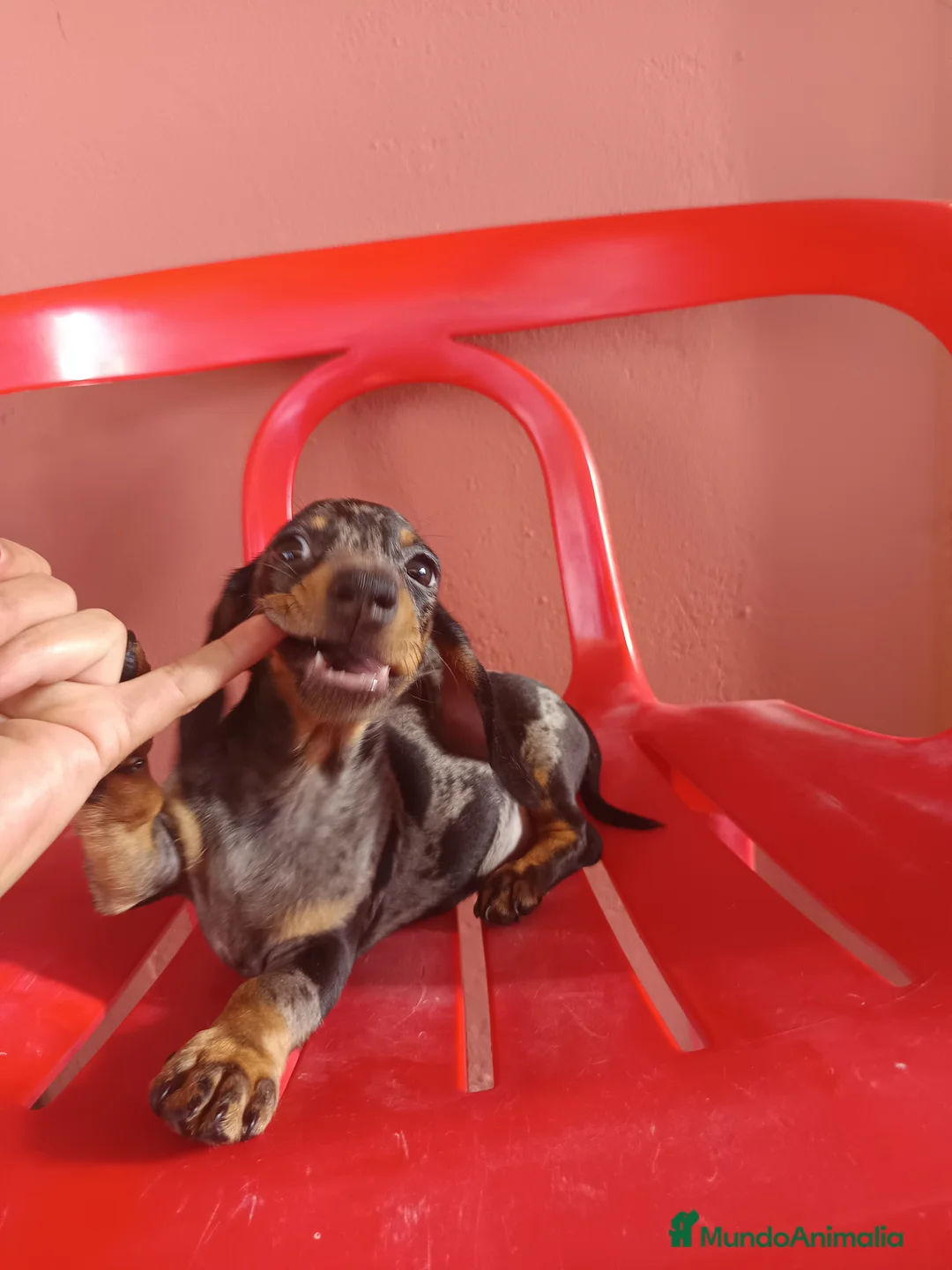 Teckel Miniatura perros en venta: Teckel arlequín miniatura  - Anuncio 3