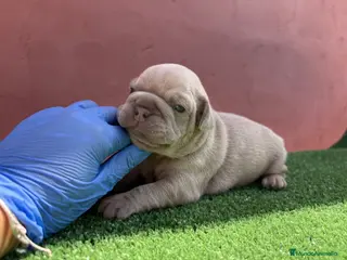Bulldog Francés perros Bulldog francés exóticos - Anuncio 1
