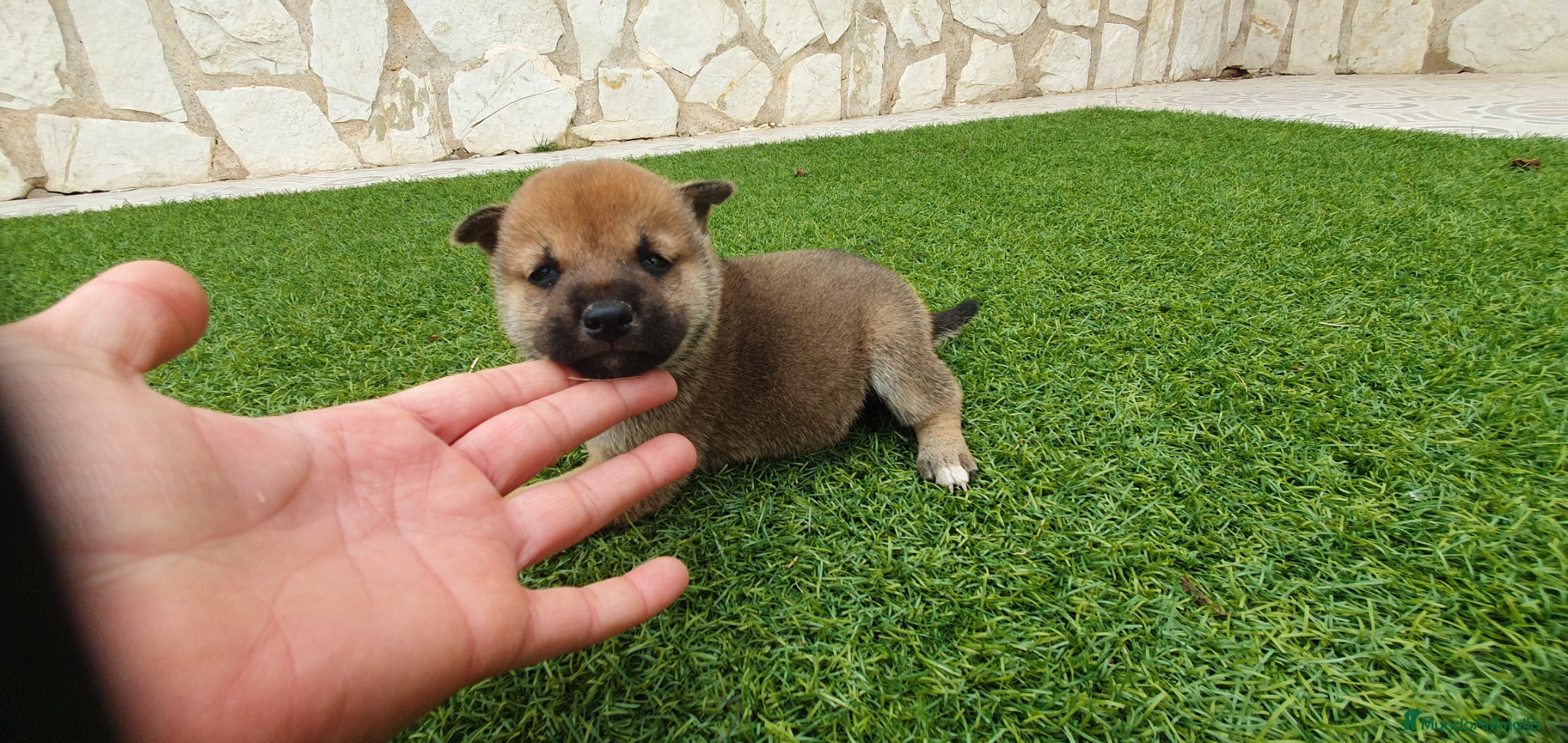 Shiba Inu perros Shiba Inu Calidad Top - Anuncio 2
