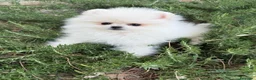 Pomerania perros en venta: Pomerania hembra miniatura!!! - Anuncio 4