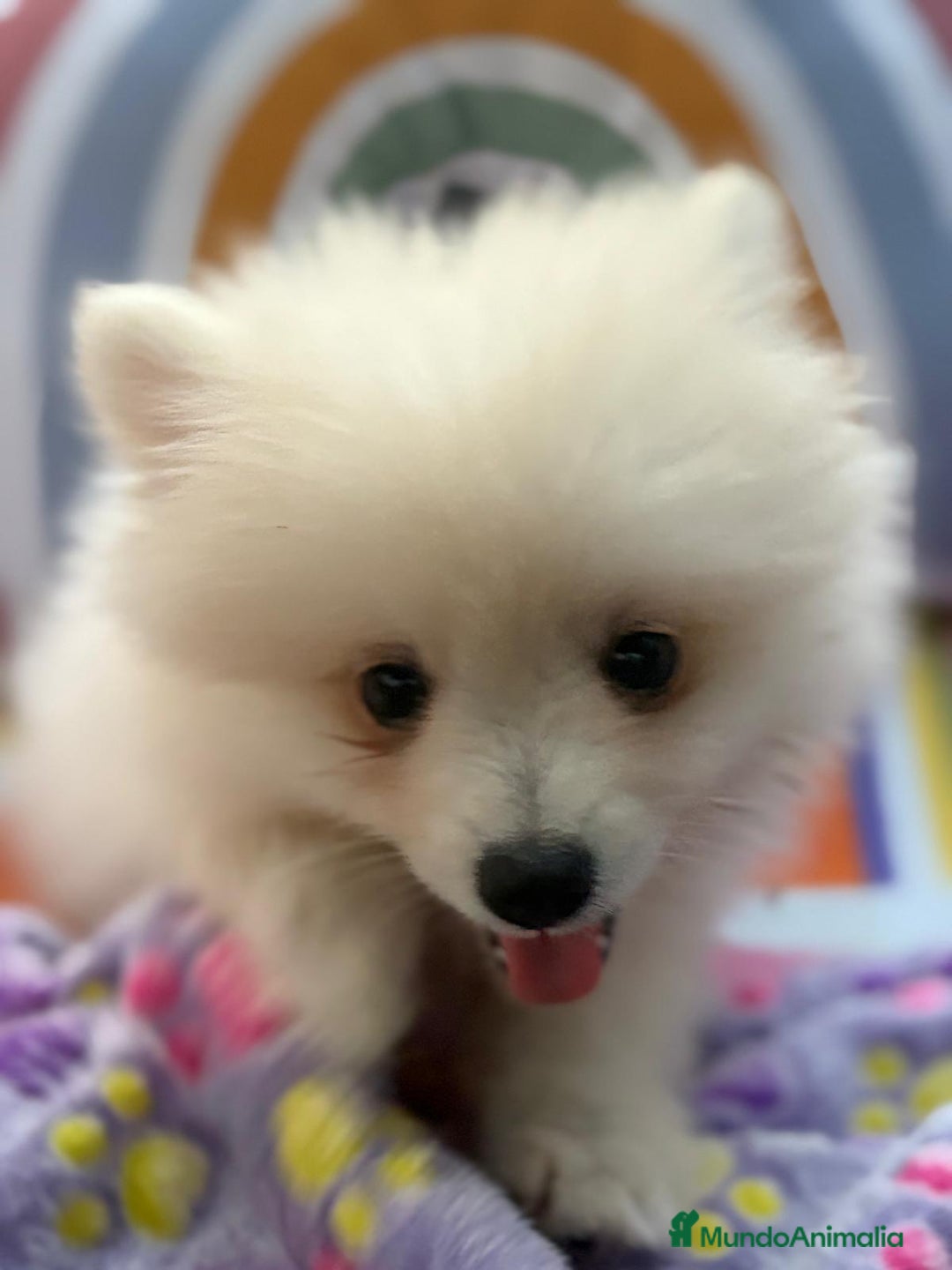 Pomerania perros en venta: Lulu pomerania toy  - Imagen 5