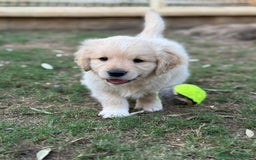 Golden Retriever perros en venta: Golden retriever  - Imagen 3
