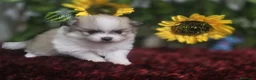 Pomerania perros en venta: Pomerania - Anuncio 2