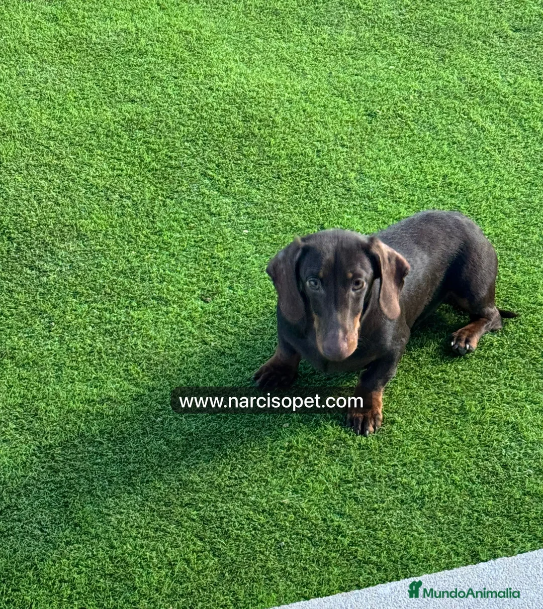 Teckel Miniatura perros en venta: TECKEL 5 MESES MACHO - Anuncio 2