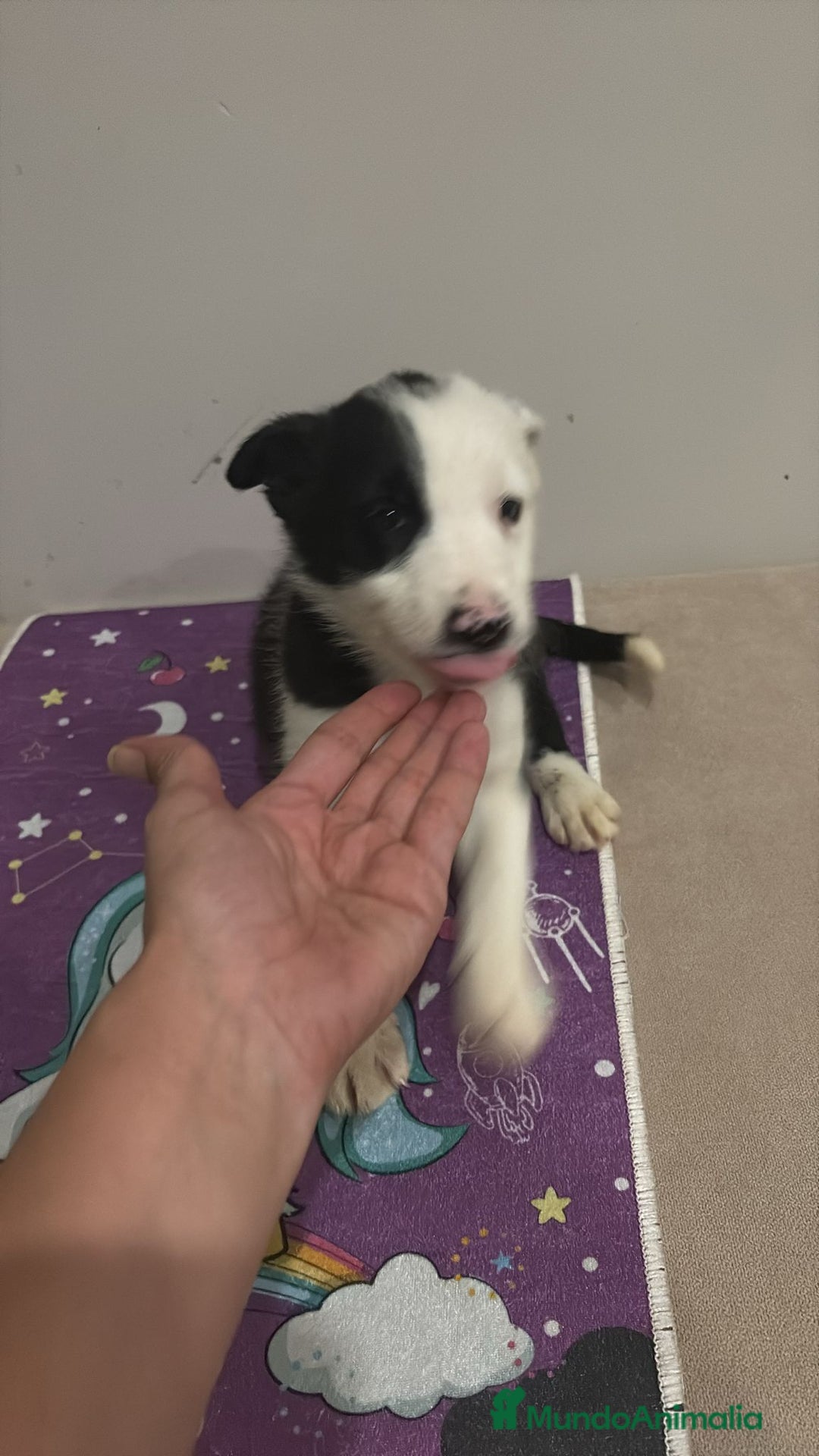 Border Collie perros en venta: Border collie  - Imagen 11