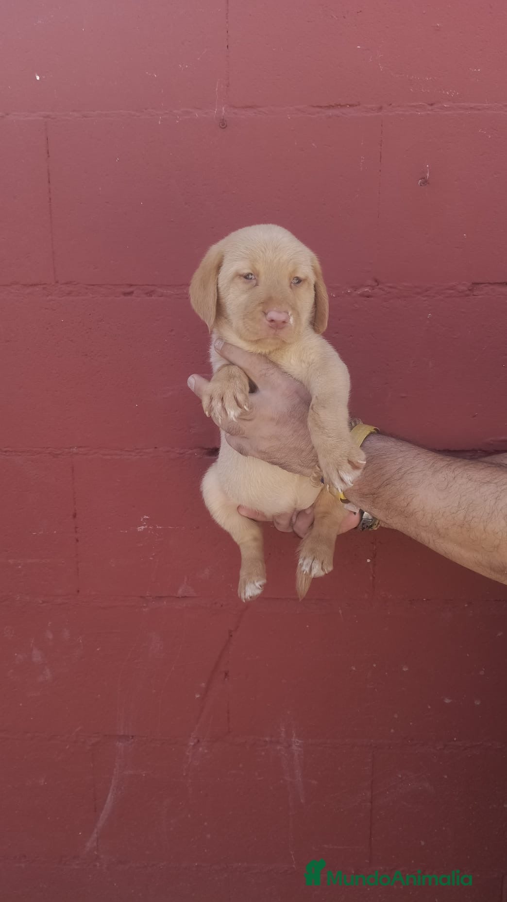 Labrador Retriever perros Macho y hembra labrador retriever 🐶🐾 - Anuncio 3