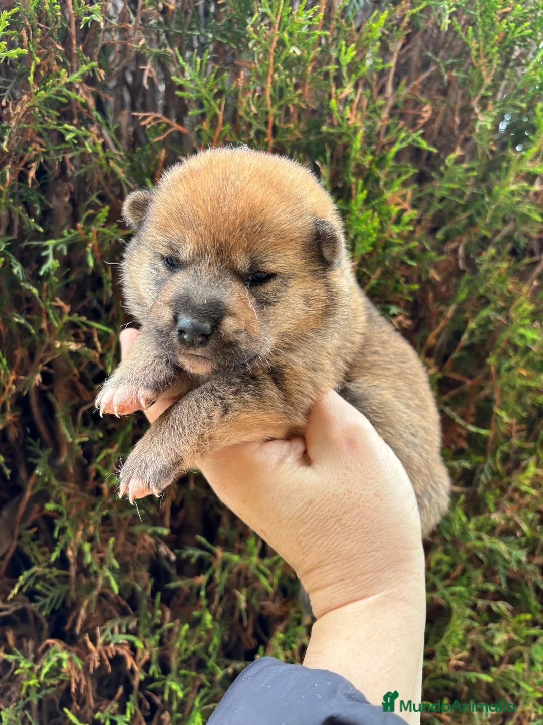 Shiba Inu perros en venta: Shiba inu macho y hembra !! - Anuncio 5