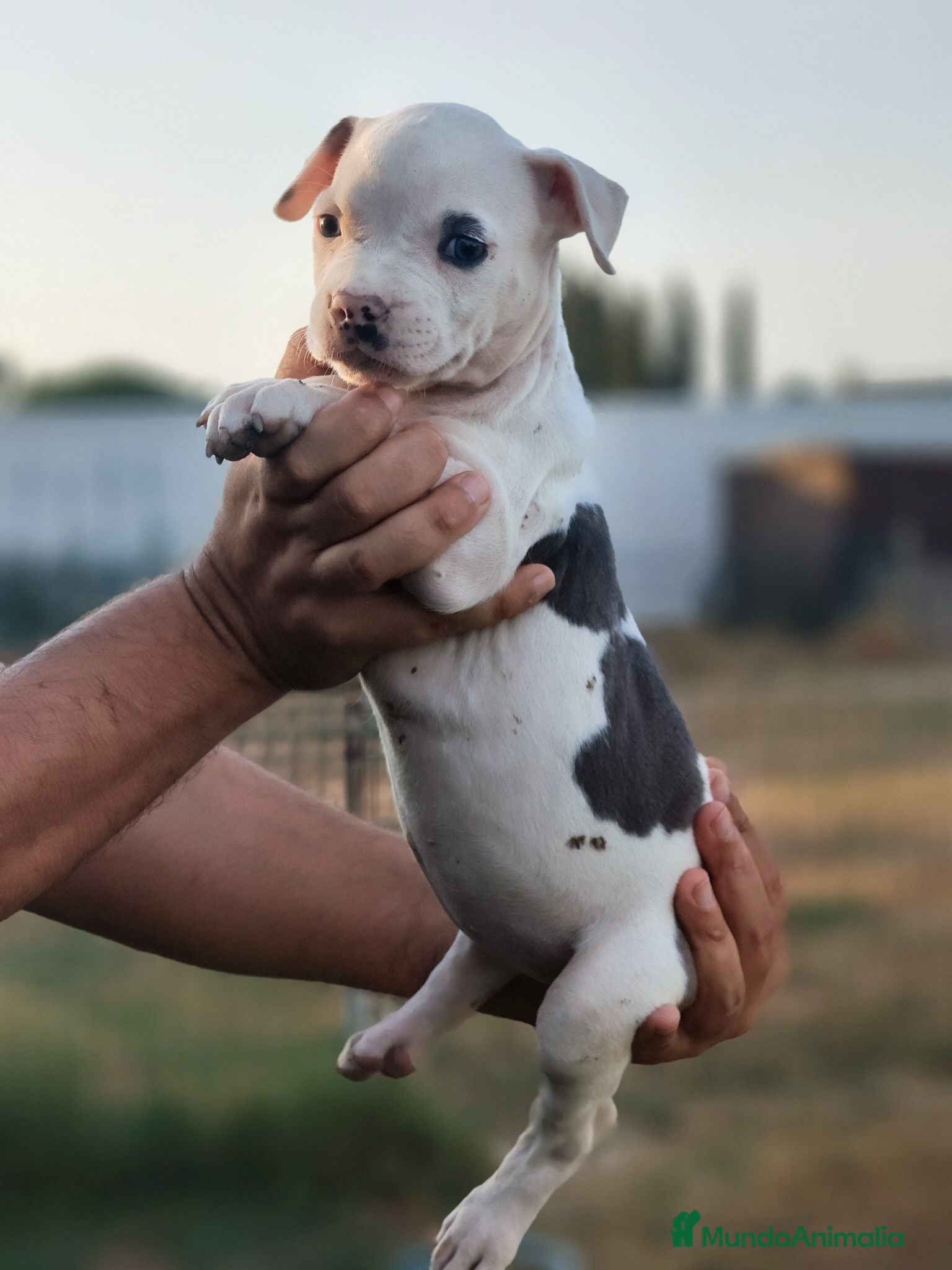 American Staffordshire-Terrier perros AMERICAN STAFFORDSHIRE TERRIER BLUE  - Anuncio 2