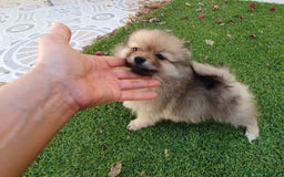Pomerania perros en venta: Pomerania Toy - Anuncio 3