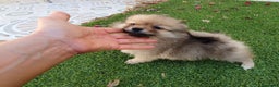 Pomerania perros en venta: Pomerania Toy - Anuncio 3