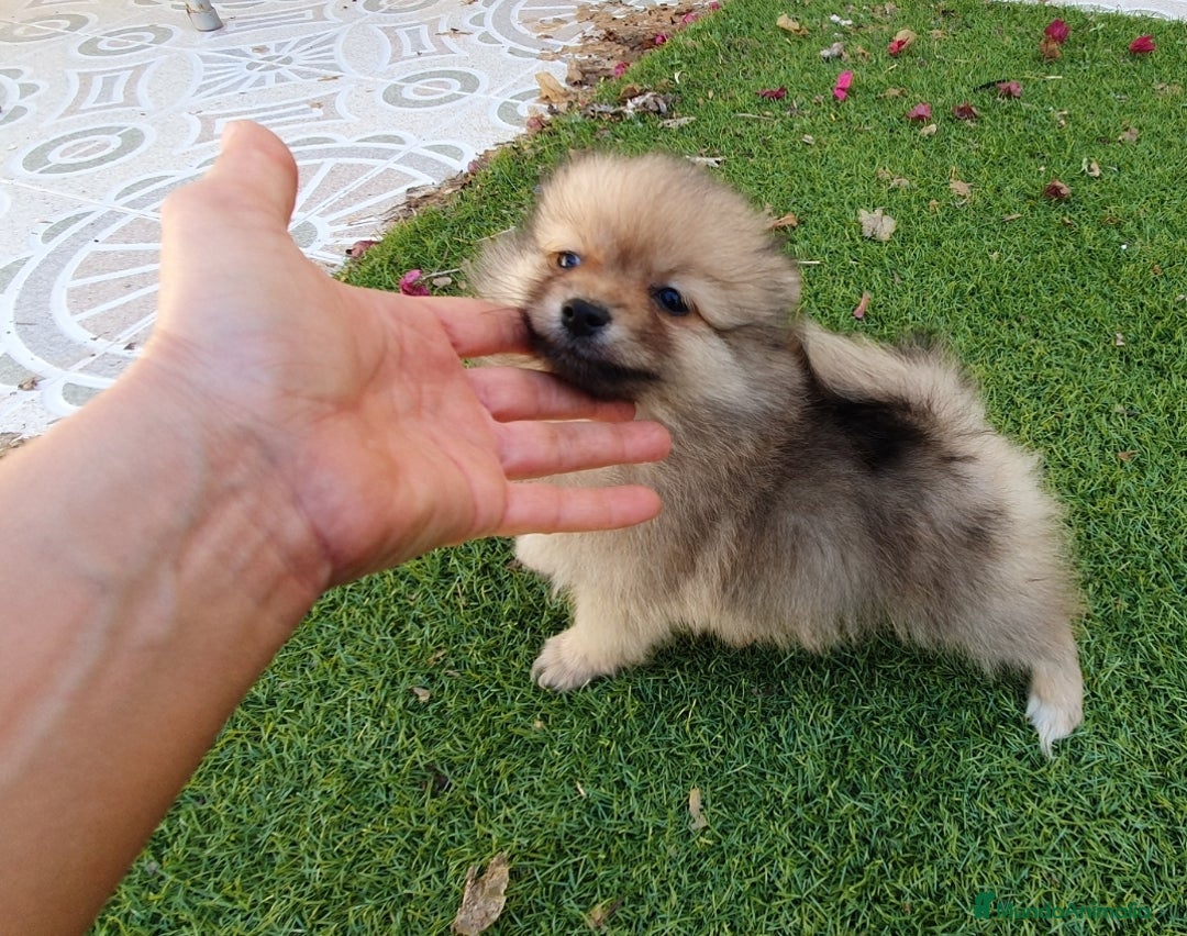 Pomerania perros en venta: Pomerania Toy - Anuncio 3