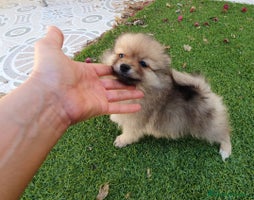Pomerania perros - Anuncio 1
