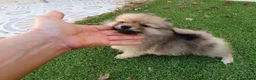 Pomerania perros en venta: Pomerania Toy - Anuncio 3