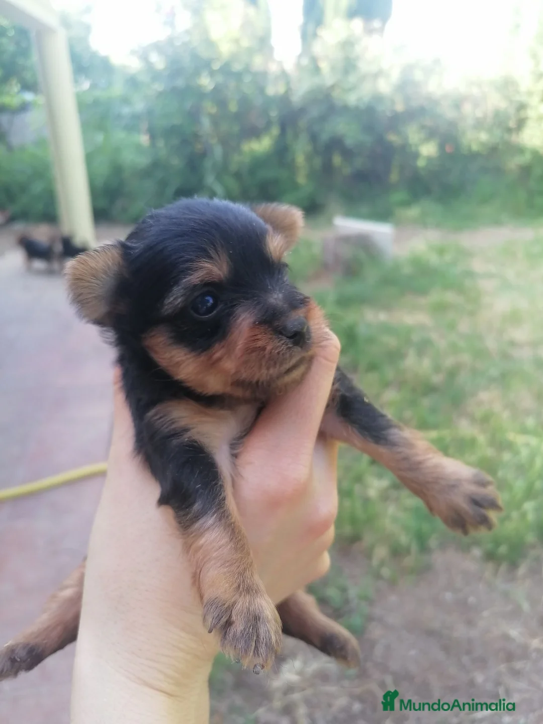 Yorkshire Terrier perros en venta: PRECIOSOS CACHORROS DE YORKSHIRE TERRIER - Anuncio 2