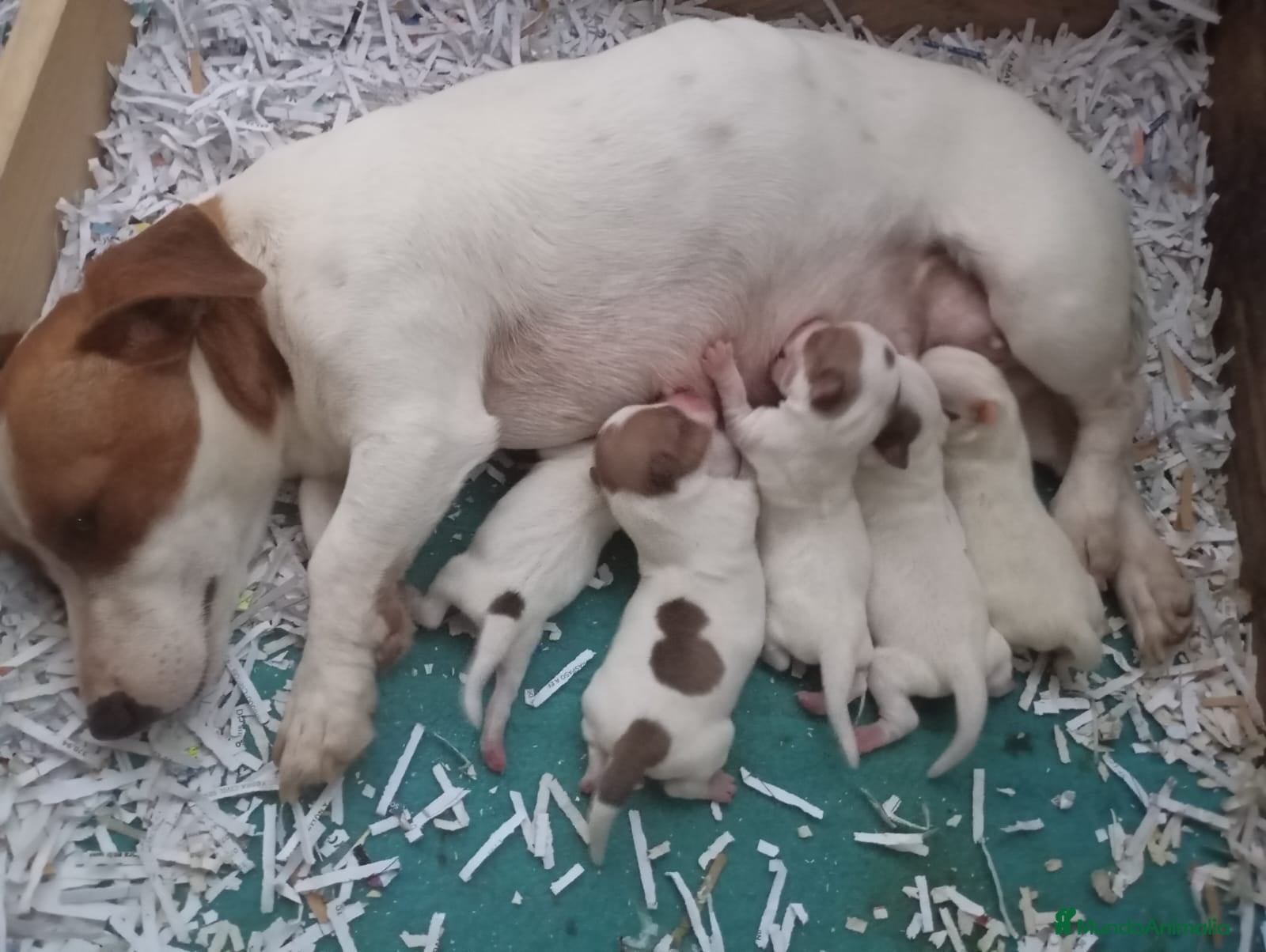Jack Russell Terrier perros Camada de Jack Russell - Anuncio 2