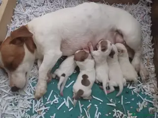 Jack Russell Terrier perros Camada de Jack Russell - Anuncio 2