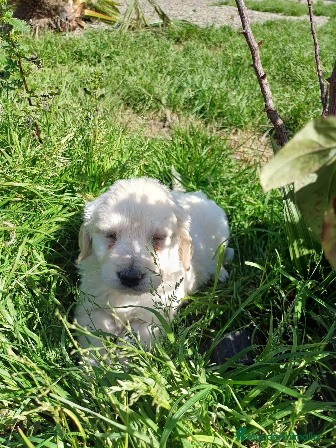 Golden Retriever perros en venta: Camada golden retriever línea americana  - Anuncio 2