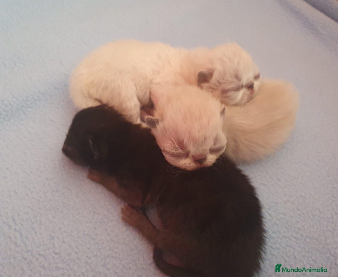 Himalayo gatos en venta: Gatos del himalaya - Anuncio 1