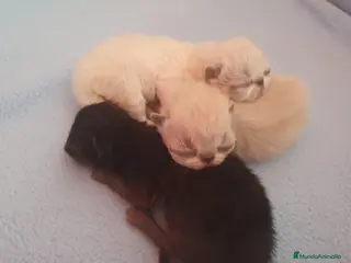 Himalayo gatos Gatos del himalaya - Anuncio 10