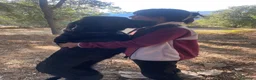 Mastín Español perros en venta: Adopción mastina pinta - Anuncio 6