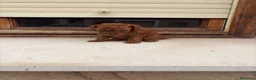 Caniche Toy perros en venta: Caniche mini toy  - Anuncio 7