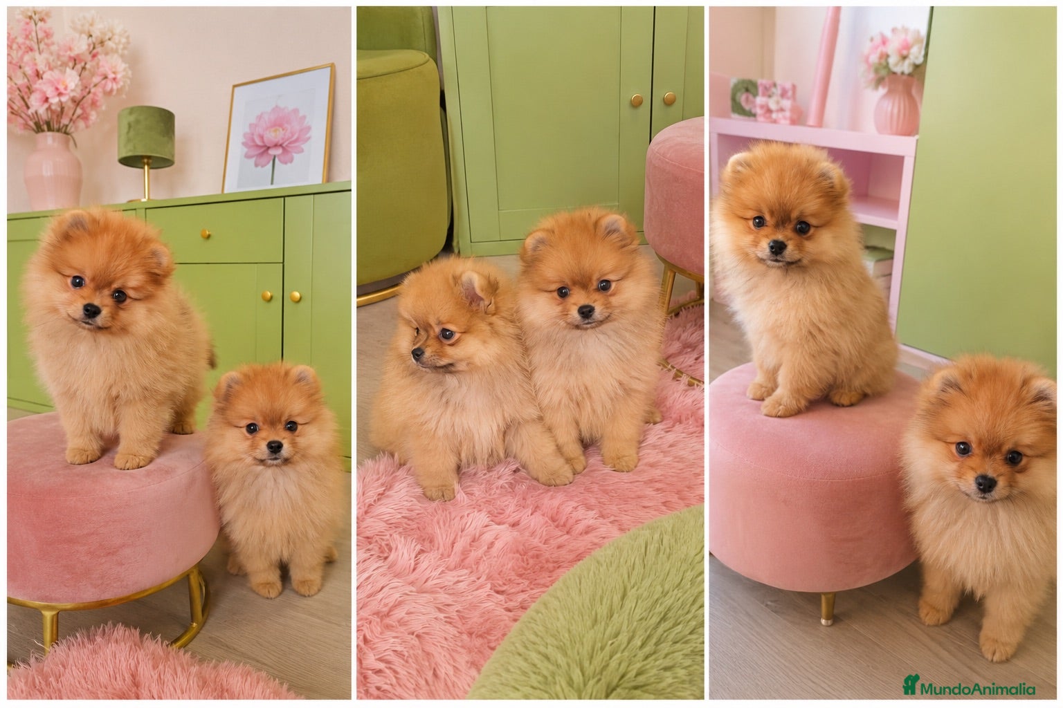 Pomerania perros POMERANIA TOY  - Anuncio 3