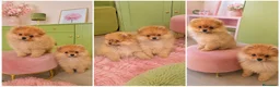 Pomerania perros en venta: POMERANIA TOY  - Anuncio 1
