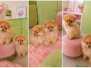 Pomerania perros POMERANIA TOY - Anuncio 3