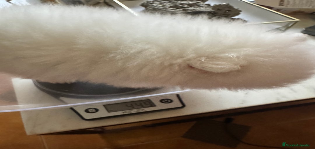 Imagen de galería {{count}}