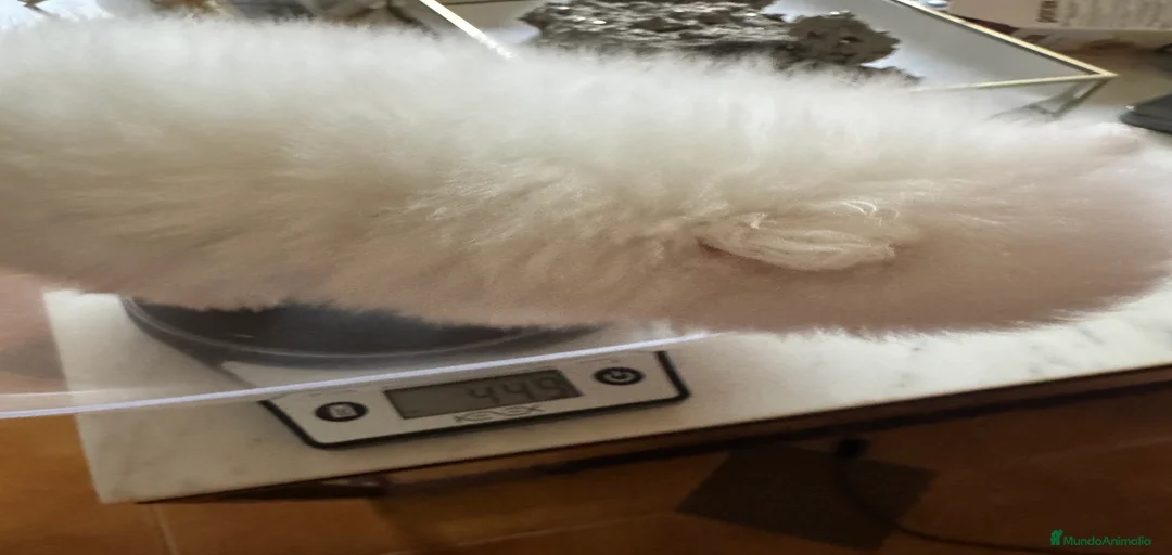 Imagen de galería {{count}}