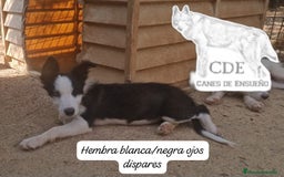 Border Collie perros en venta: Border collie línea belleza - Imagen 4