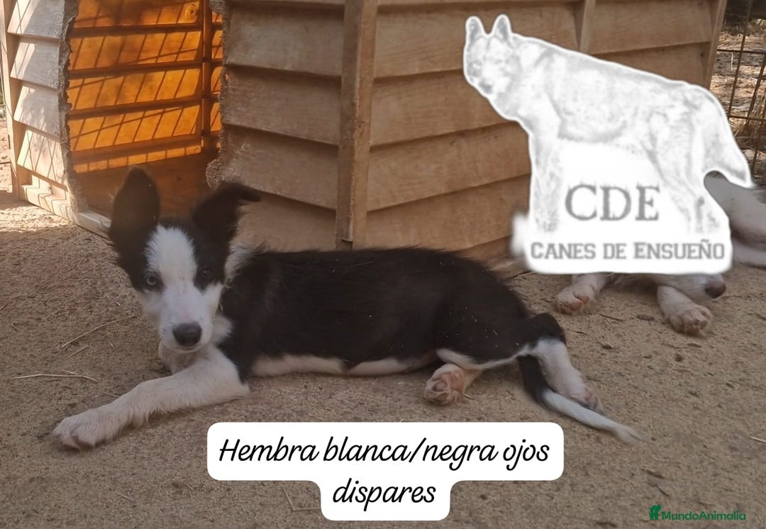 Border Collie perros en venta: Border collie línea belleza - Imagen 4
