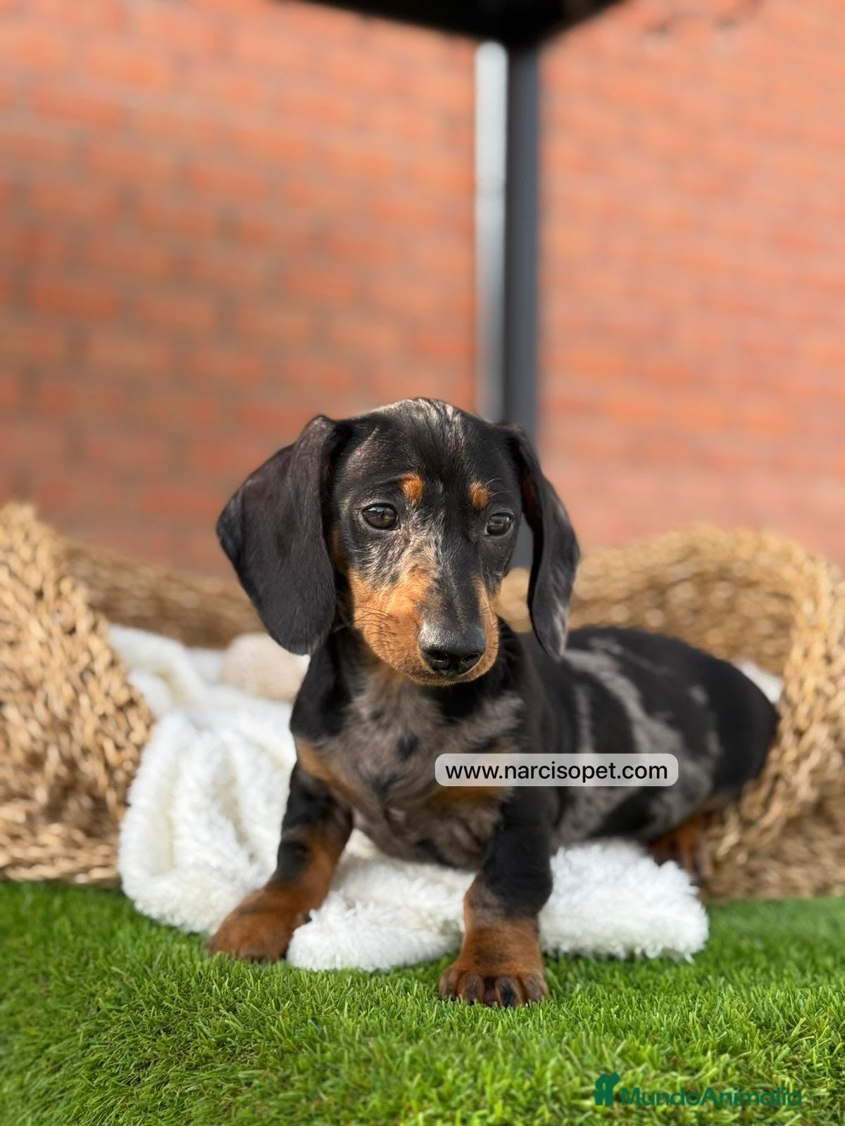 Teckel Miniatura perros en venta: TECKEL ARLEQUIN - Anuncio 7