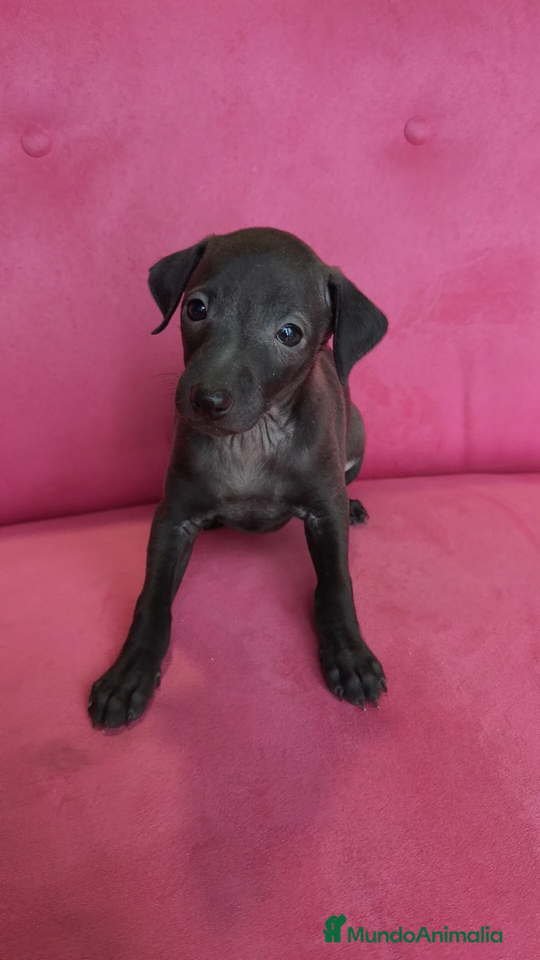 Pequeño Lebrel Italiano perros en venta: Pequeño lebrel Italiano Piccolo Macho - Anuncio 1